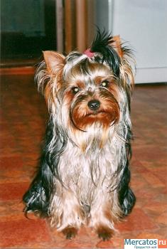 Щенки йоркширского терьера