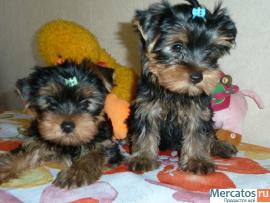 Щенки йоркширского терьера 3