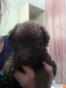 Бесплатно спасенный щеночек в добрые руки