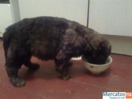 Бесплатно спасенный щеночек в добрые руки 2