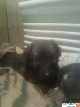 Бесплатно спасенный щеночек в добрые руки 3