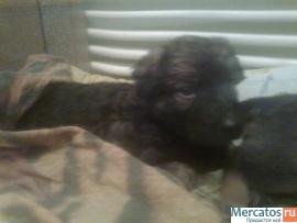 Бесплатно спасенный щеночек в добрые руки 4