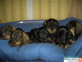 Продаются щенки жесткошерстной и гладкошерстной таксы миниатюра 2