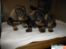 Продаются щенки жесткошерстной и гладкошерстной таксы миниатюра 3