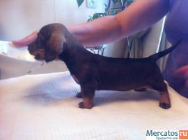 Продаются щенки жесткошерстной и гладкошерстной таксы миниатюра 4