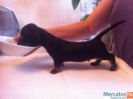 Продаются щенки жесткошерстной и гладкошерстной таксы миниатюра 5