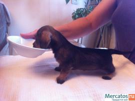 Продаются щенки жесткошерстной и гладкошерстной таксы миниатюра 6