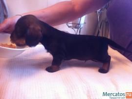 Продаются щенки жесткошерстной и гладкошерстной таксы миниатюра 7