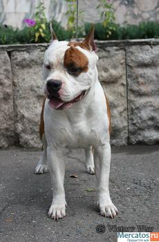 щенки ам. стаффордширский терьер