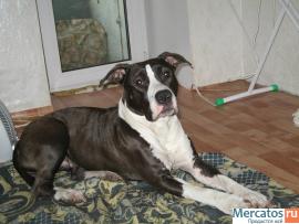 щенки ам. стаффордширский терьер 2