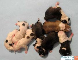 щенки ам. стаффордширский терьер 3