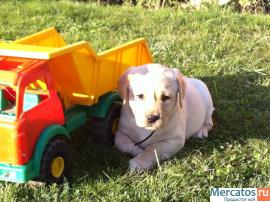 Симпатичные лабрадорчики