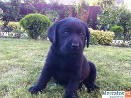 Симпатичные лабрадорчики 2