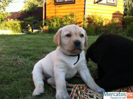 Симпатичные лабрадорчики 3