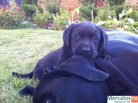 Симпатичные лабрадорчики 4