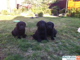 Симпатичные лабрадорчики 5