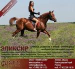 Продается арабский жеребец ЭЛИКСИР