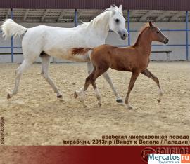 Продается арабская кобыла ВЕПОЛА 3