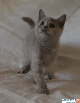 Шотландские вислоухие котята. 4