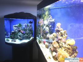 морские аквариумы 3