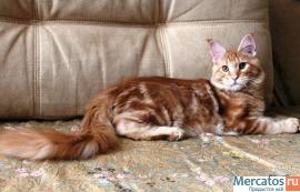 Котята мейн-кун