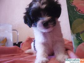 продам щенков пуховых мальчиков китайской хохлатой 2