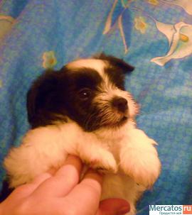 продам щенков пуховых мальчиков китайской хохлатой