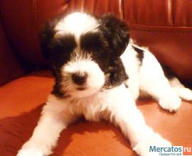 продам щенков пуховых мальчиков китайской хохлатой 3