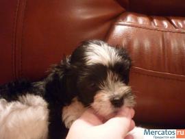 продам щенков пуховых мальчиков китайской хохлатой 4