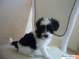 продам щенков пуховых мальчиков китайской хохлатой 6