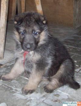 ЩЕНКИ немецкой овчарки 3