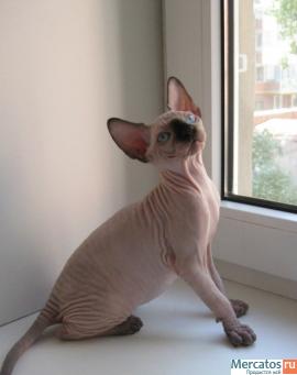 котенок канадского сфинкса 2
