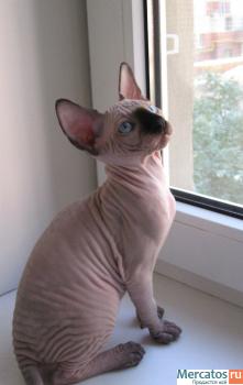 котенок канадского сфинкса 3