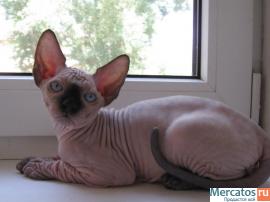 котенок канадского сфинкса 4