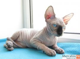 котенок канадского сфинкса