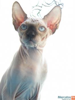 котенок канадского сфинкса 5