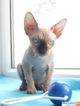 котенок канадского сфинкса 6