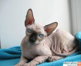 котенок канадского сфинкса 7