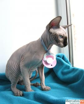 котенок канадского сфинкса 8