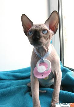 котенок канадского сфинкса 9