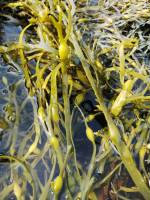 водоросли Белого моря