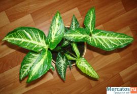 Редкий вид сингониума почти даром!