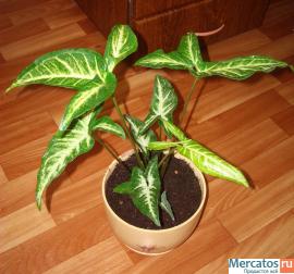 Редкий вид сингониума почти даром! 2