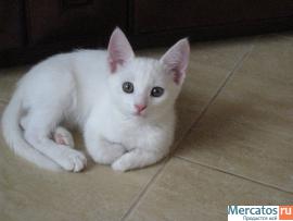 Очаровательная белая кошечка