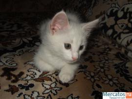 Очаровательная белая кошечка 3