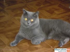 Предлагаем британского котика на вязку. 2