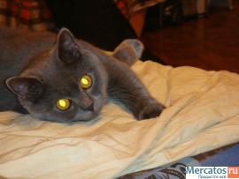 Предлагаем британского котика на вязку.