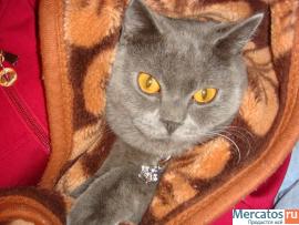 Предлагаем британского котика на вязку. 3