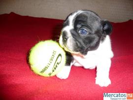 Щенок французского бульдога