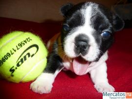 Щенок французского бульдога 2